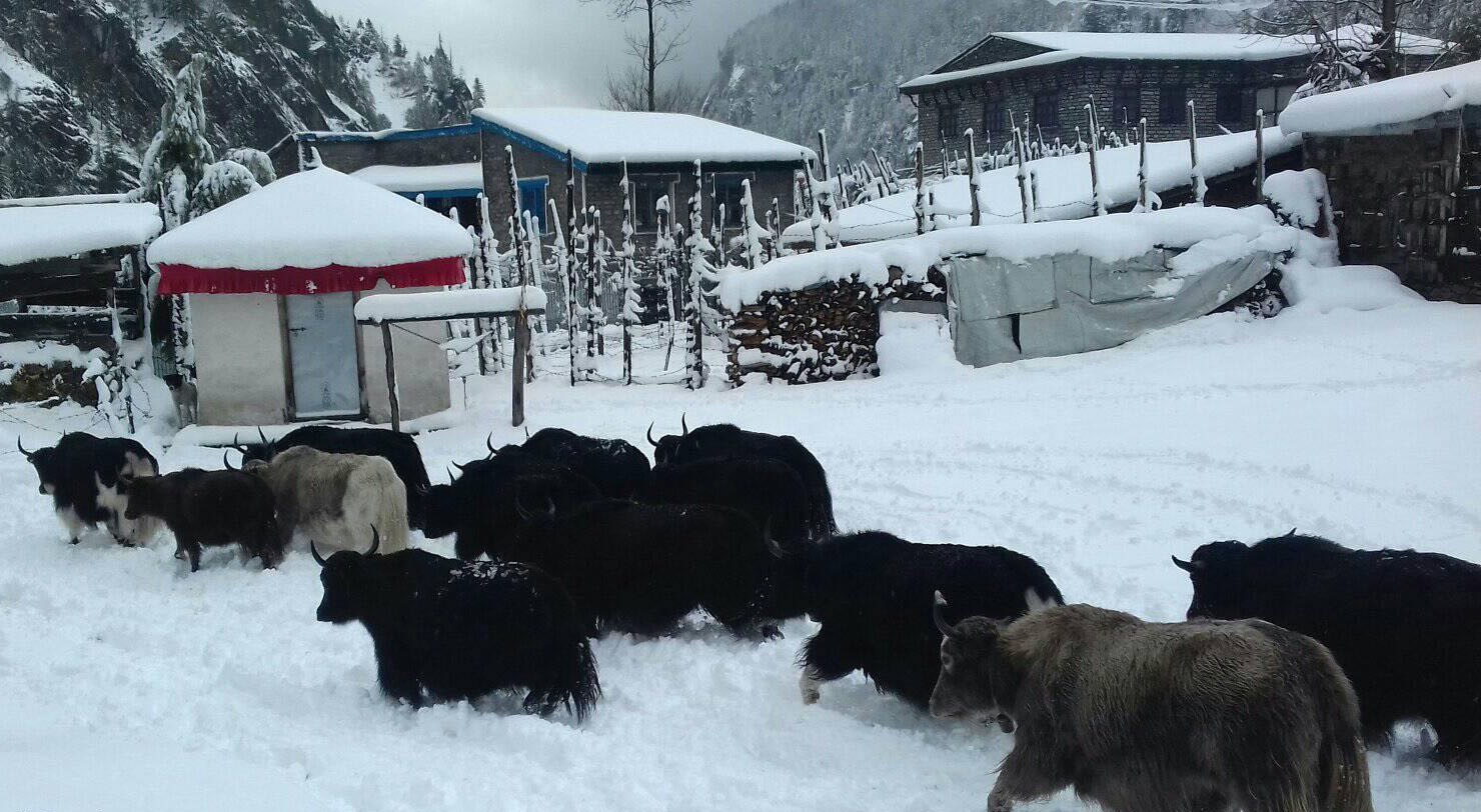 manang-farmers-take-yaks-to-lower-villages